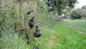 Bags of dog poop are hanging from the trees in Letterkenny, claims councillors