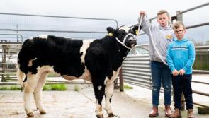 Donegal calf sells for more than €10,000 at elite livestock mart