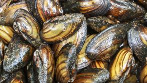 Advice issued after invasive zebra mussel found in Newry Canal