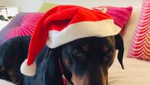 Derry councillor pleads for future planning when buying pets this Christmas