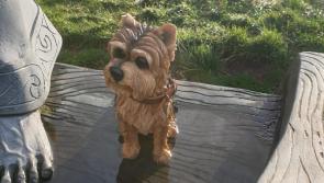 French student takes ornamental dog on epic journey up Binevenagh