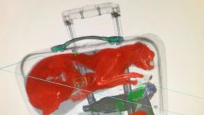 'Cat&rsquo;s out of the bag' - Airport security staff spot pet inside a suitcase