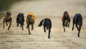 Gone to the dogs: Six Offaly winners