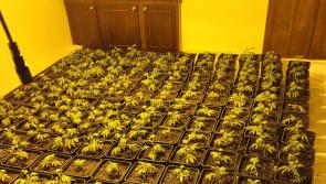 Man arrested following €384,000 cannabis seizure in Castleblayney