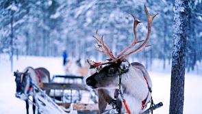 Secret behind Santa’s reindeers’ magic powers discovered by scientists and Santa’s elves in South-East