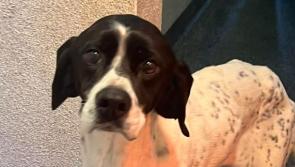 Dog found in 'skin and bone' condition rescued in Kilkenny