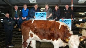 Daisy the heifer plays role in raising funds for local Hospice branch