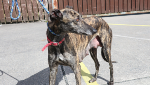 ISPCA seek help to find Roo  
