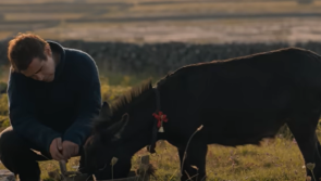 Movie star: Beloved donkey from Banshees of Inisherin becomes Carlow resident