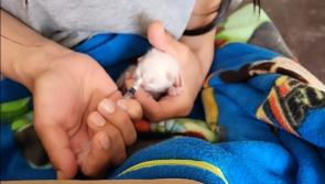 Animals in Need goes international to rescue teeny newborn in Peru