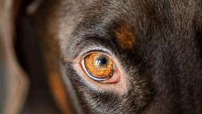 Control of dogs motion passed at Tipperary County Council