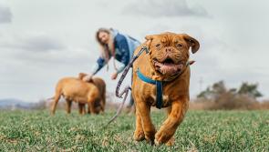 ‘The postman hates my dog’ — Claim heard in Naas District Court