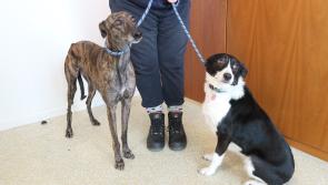 Border Collie Bella helps locate Roo the lurcher  