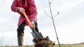 ChangeX & Accenture launch €70k fund for environmental sustainability projects in Louth
