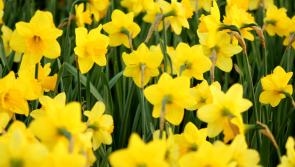 Daffodil Day Group meeting in Clonmel Library to plan for big day