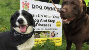 Council launches crackdown on dog fouling in Killybegs after complaints