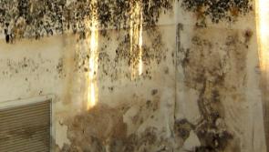 Damp and mould prevalent in social housing