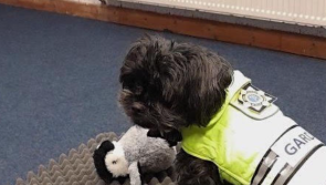 WATCH: Waterford Gardaí welcome new recruit Déise Delaney to their Dog Unit