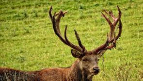 Kilkenny councillor welcomes report on deer culling 