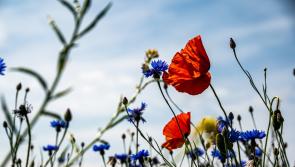 Minister announces huge €2.8 million biodiversity fund and includes Carlow groups