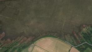 Traumatic injury most likely cause of death for greyhounds found buried in Newbridge, County Kildare