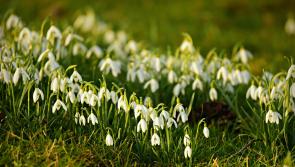 Snowdrop Open Days at RHSI Bellefield in Offaly