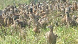 Hundreds of dead birds and animals at Donegal game farm