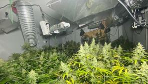 Cannabis plants discovered outside Ballyconnell