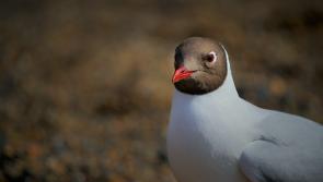 LATEST: Tipperary people given advice on how to deal with bird flu