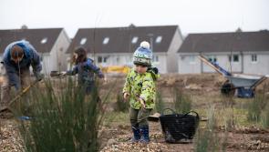 Stand of trees planted along Limerick route
