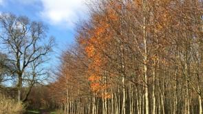 Longford farmers set for series of Spring forest walks