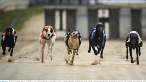Gone to the dogs: Eight Offaly winners