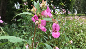 People in Kilkenny urged to report sightings of invasive Himalayan Balsam on River Nore