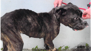 Derry man banned from keeping dogs following prosecution by council