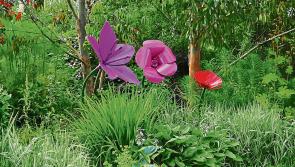 ‘Perfect plant, perfect place’ the topic for Clonmel Garden Club meeting
