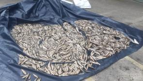 Prosecution proceeding over major Carndonagh fish kill