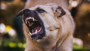West Donegal schoolboy gets €15,000 after dog attack