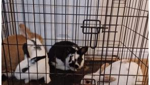 Appeal after bag of rabbits 'dumped' in neighbouring Laois