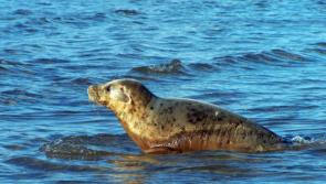 Free seal rescue training taking place in Donegal and Sligo