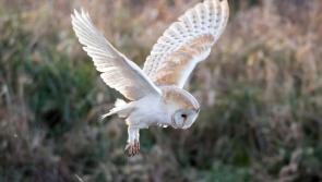  Barn owl conservation among Waterford projects to benefit from €50k biodiversity funding