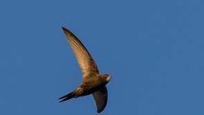 Birds of Donegal - free talk on swifts, endangered birds and garden visitors