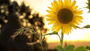 Blooming great day out beckons in Laois!
