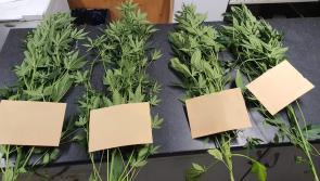 Laois Offaly Gardai seize cannabis plants worth over €30,000