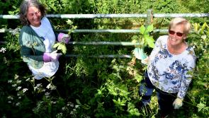 Pictures: Nore Vision offers help to anyone ready to tackle balsam in Kilkenny