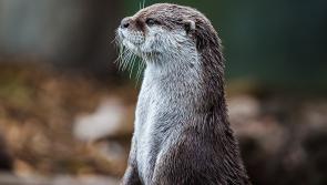 Spotted an otter in Kilkenny lately?