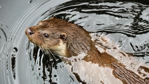 'Keep your eyes peeled' - Irish wildlife group calls on public to report otter sightings