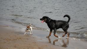 Call for dogs to be kept on leashes at Donegal beaches