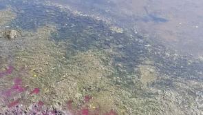 Mid Ulster Council issues ‘no swim’ warning at Marina