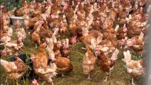 URGENT: Hen appeal released by Kildare-based animal group
