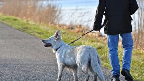 Free biodiversity walk for dog walkers just over the Kilkenny border!
